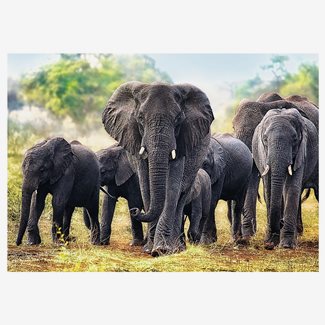 1000 bitar - African elephants