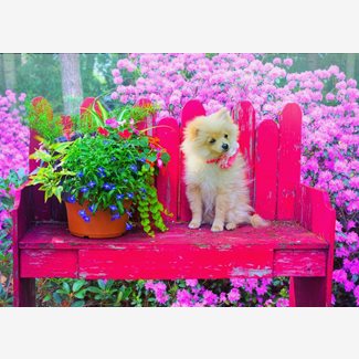 500 bitar - Puppy in the colorful garden