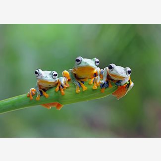 500 bitar - Friendly Frogs