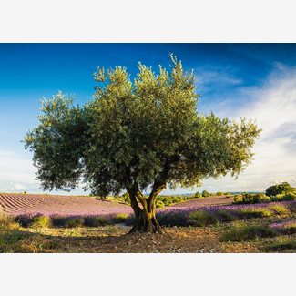1000 bitar - Olivträd i Provance
