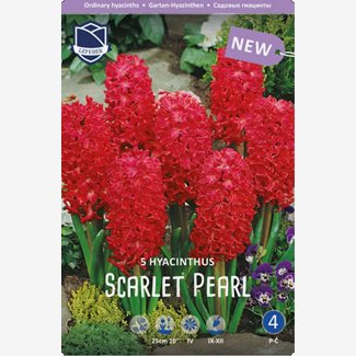 Hyacint, Scarlet Pearl
