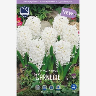 Hyacint, Carnegie