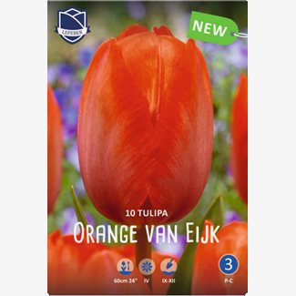 Tulpan, Darwin, Orange van Eyck