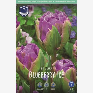 Tulpan, Pion, Blueberry Ice