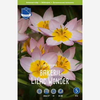 Tulpan, Botanisk, Lilac Wonder