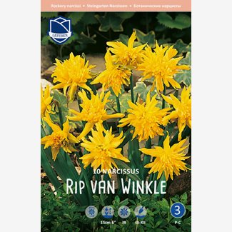 Narciss, låg, Rip van Winkle