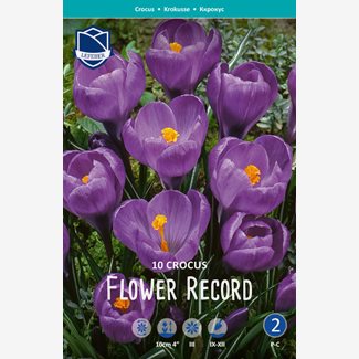 Krokus, Flower record