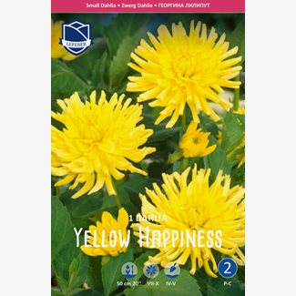 Dahlia, Yellow Happiness
