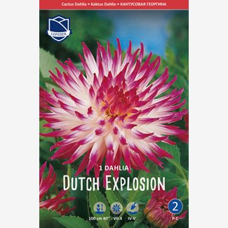 Dahlia, Dutch Explosion