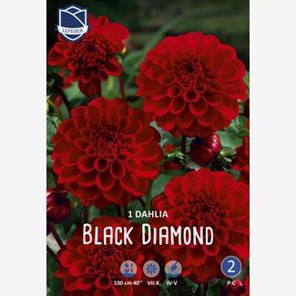 Dahlia, Black Diamond