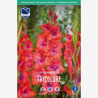 Gladiol, fjärils-, Tricolore