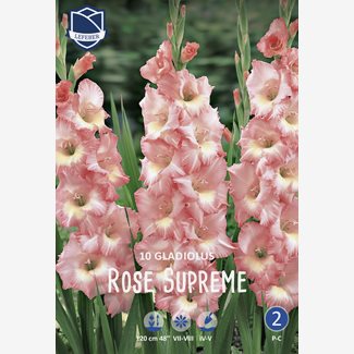 Gladiol, Rose Supreme