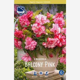 Begonia, Balcony  Pink