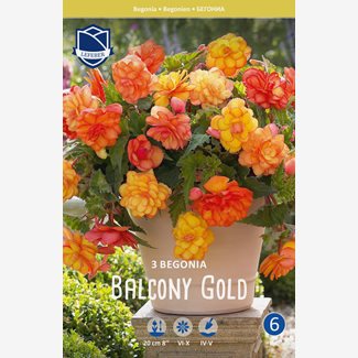 Begonia, Balcony  Gold