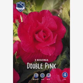 Begonia, dubbel rosa