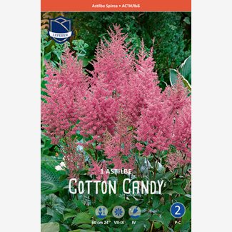 Astilbe, Cotton Candy