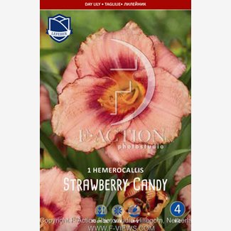 Daglilja, Strawberry Candy