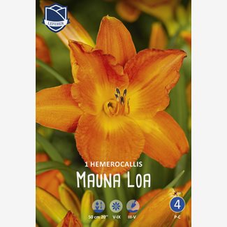 Daglilja, Mauna Loa