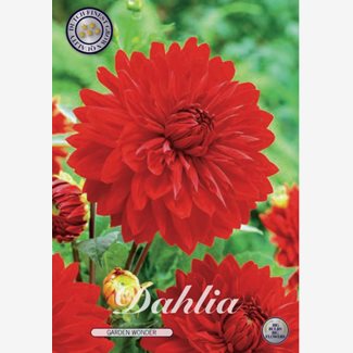 Dahlia, Garden Wonder
