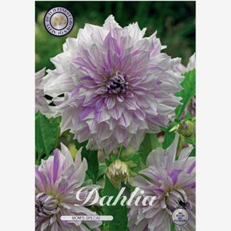 Dahlia, Mom´s Special