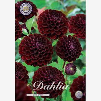 Dahlia, Dark Spirit