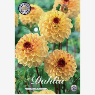 Dahlia, Yellow Jill