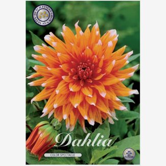 Dahlia, Color Spectacle