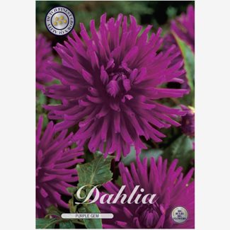 Dahlia, Purple Gem