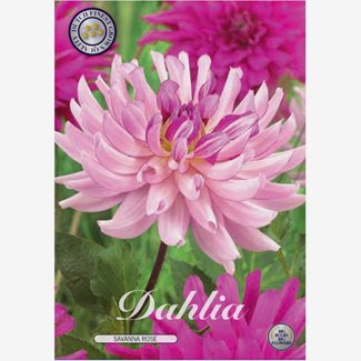 Dahlia, Savanna Rose