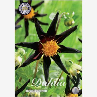 Dahlia, Verrone´s Obsidian