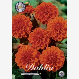 Dahlia, Orange Nugget