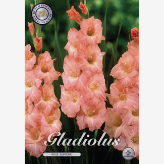 Gladiol, Rose Supreme