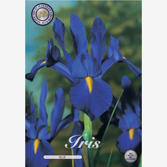 Iris, blå