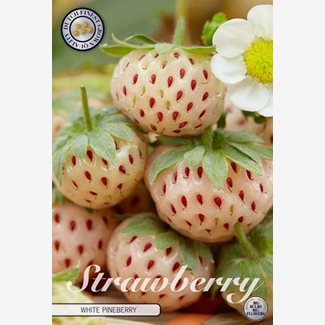 Jordgubbe, White Pineberry