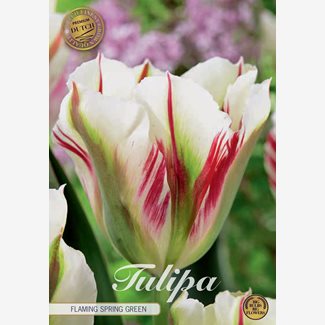 Tulpan, Viridiflora, Flaming Spring Green