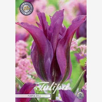 Tulpan, Viridiflora, Purple Doll