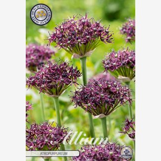 Allium Artropurpureum