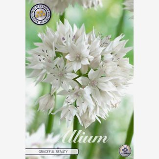 Allium Gracefull Beauty