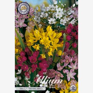 Allium Blandade sorter