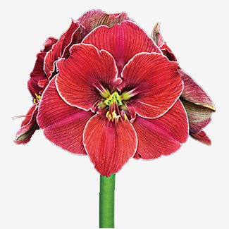 Amaryllis, Magical Touch