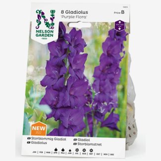 Gladiol, Purple Flora
