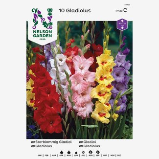 Gladiol, Storblom. bland. färger