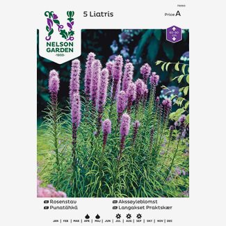 Rosenstav, Liatris spicata, lila
