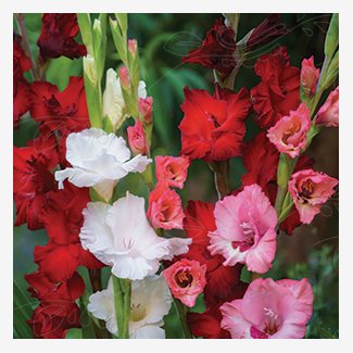Gladiolus, Romantica, Lovely Match