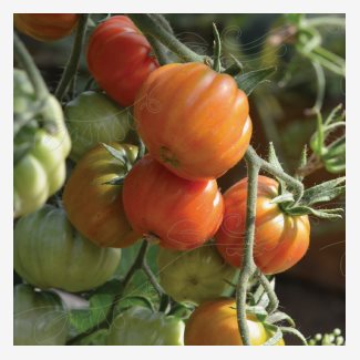 Tomat, hög - Canestrino