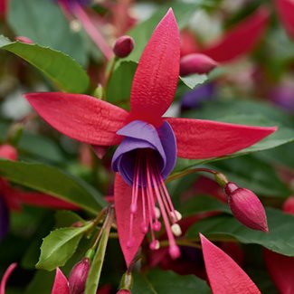 Fuchsia, Hängande Rose-purple