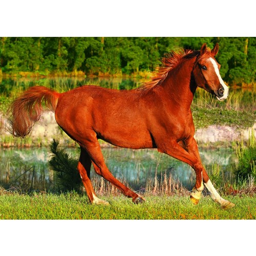500 bitar - Beauty of gallop