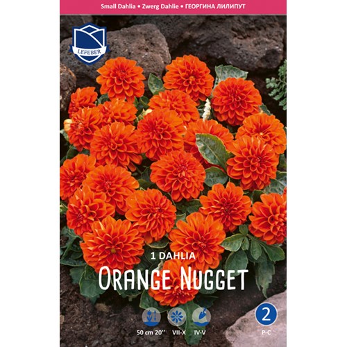 Dahlia, Orange Nugget
