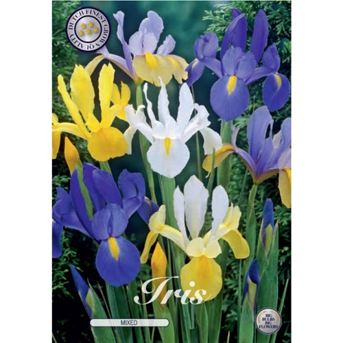 Iris, blandade färger