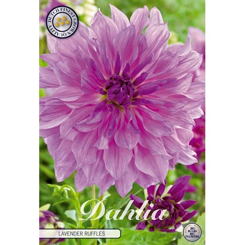 Dahlia, Lavender ruffles